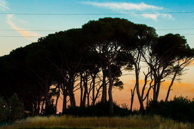 Silhouette of trees at sunset