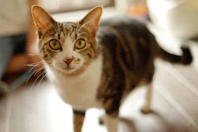 Close-up portrait of cat