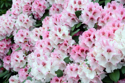 Close-up of pink flowers