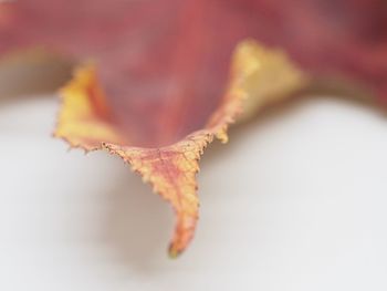 Close-up of dry maple leaves against blurred background