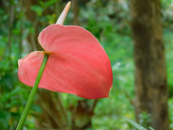 Close-up of red rose flower