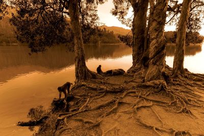 High angle view of monkeys by trees at lakeshore