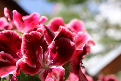 Close-up of pink flowering plant