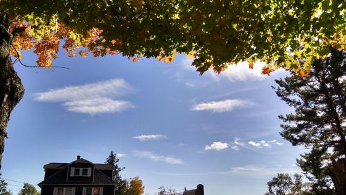 Low angle view of trees against sky