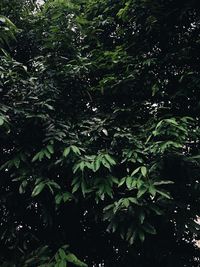 Close-up of fresh green plants in forest