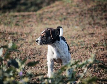 Dog looking away on field