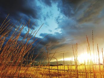 Scenic view of field against sky during sunset