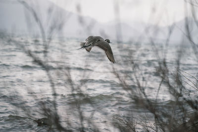 Bird flying in the water