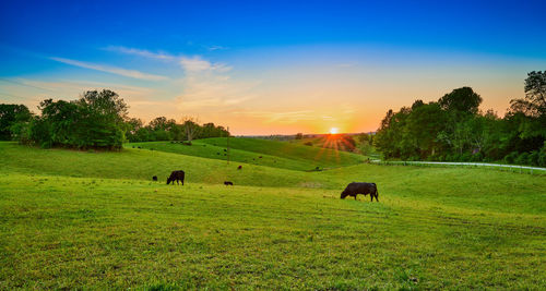 Sheep grazing in a field