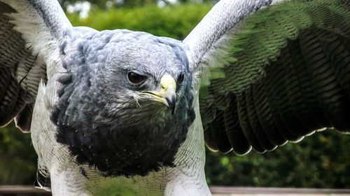 Close-up of owl perching