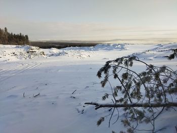 Snow covered plants on landscape against sky