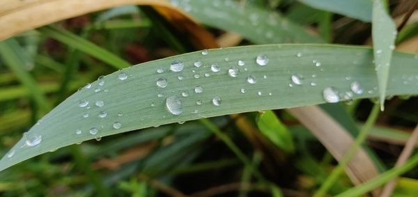 Close-up of water drops on blade of grass