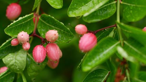 Close-up of pink flowers growing on plant