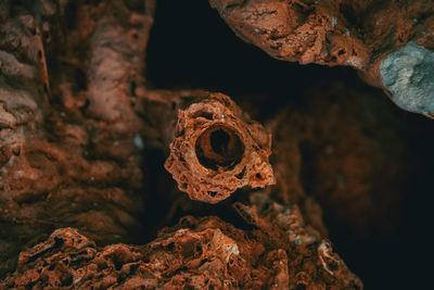 Close-up of a lizard