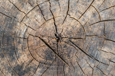Saw cut of an old cracked tree with damage, top view as background