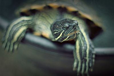 Close-up of lizard