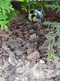 High angle view of bird perching on a field