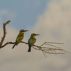 Low angle view of birds perching on branch