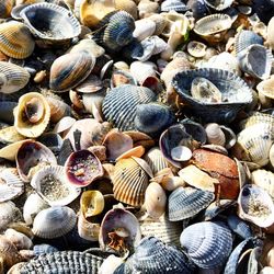 High angle view of shells