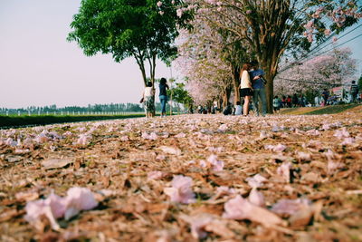 Surface level of trees in park