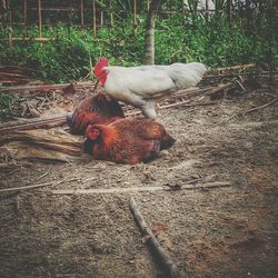 View of rooster in farm