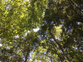 Low angle view of trees against sky