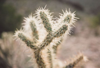 Close-up of cactus growing on field