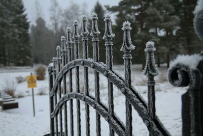 Close-up of snow covered tree