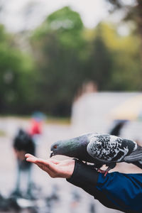 Midsection of man holding bird