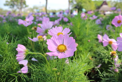 Close-up of pink flowering plants on field