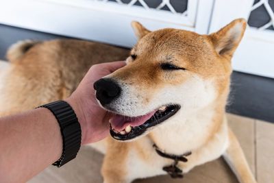 Close-up of hand holding dog