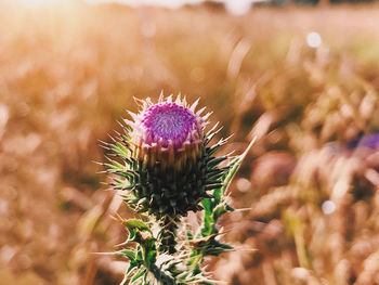 Close-up of thistle flower on field