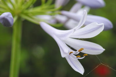 Close-up of purple flowering plant