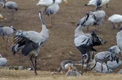 Flock of birds on land