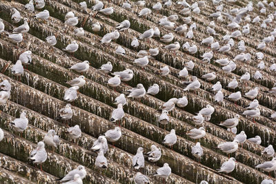 High angle view of birds on rooftop