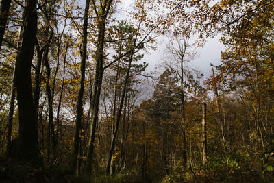 Low angle view of trees in forest during autumn