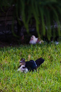 Dog on field