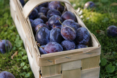 Close-up of fresh fruits in basket