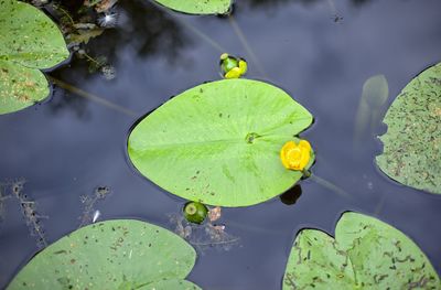 Water lily in saint-aignan in brittany