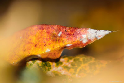 Close-up of leaf