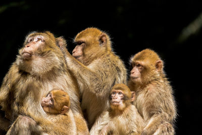 Close-up of monkey