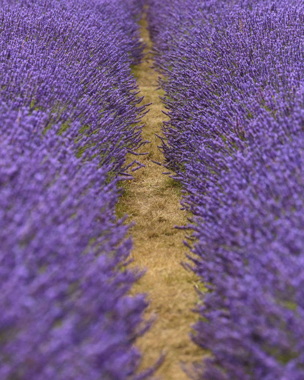 purple, plant, lavender, flower, beauty in nature, growth, flowering plant, nature, lavender colored, selective focus, fragility, freshness, vulnerability, agriculture, field, no people, rural scene, land, day, close-up, outdoors, springtime