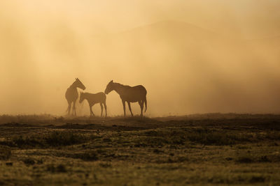 Horses on a field