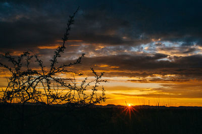 Silhouette trees on field against dramatic sky during sunset