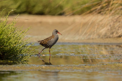 Bird perching on a lake