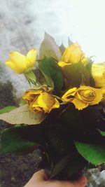 Close-up of yellow flowers