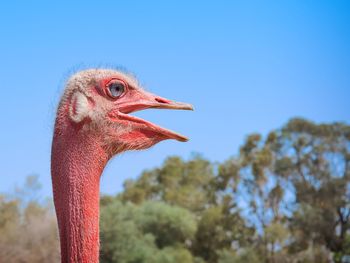 Side close-up portrait of the head and neck of a wild african ostrich, tunisia