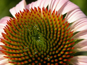 Close-up of flower