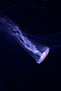 Close-up of jellyfish swimming in sea