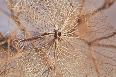 Close-up of dry plant